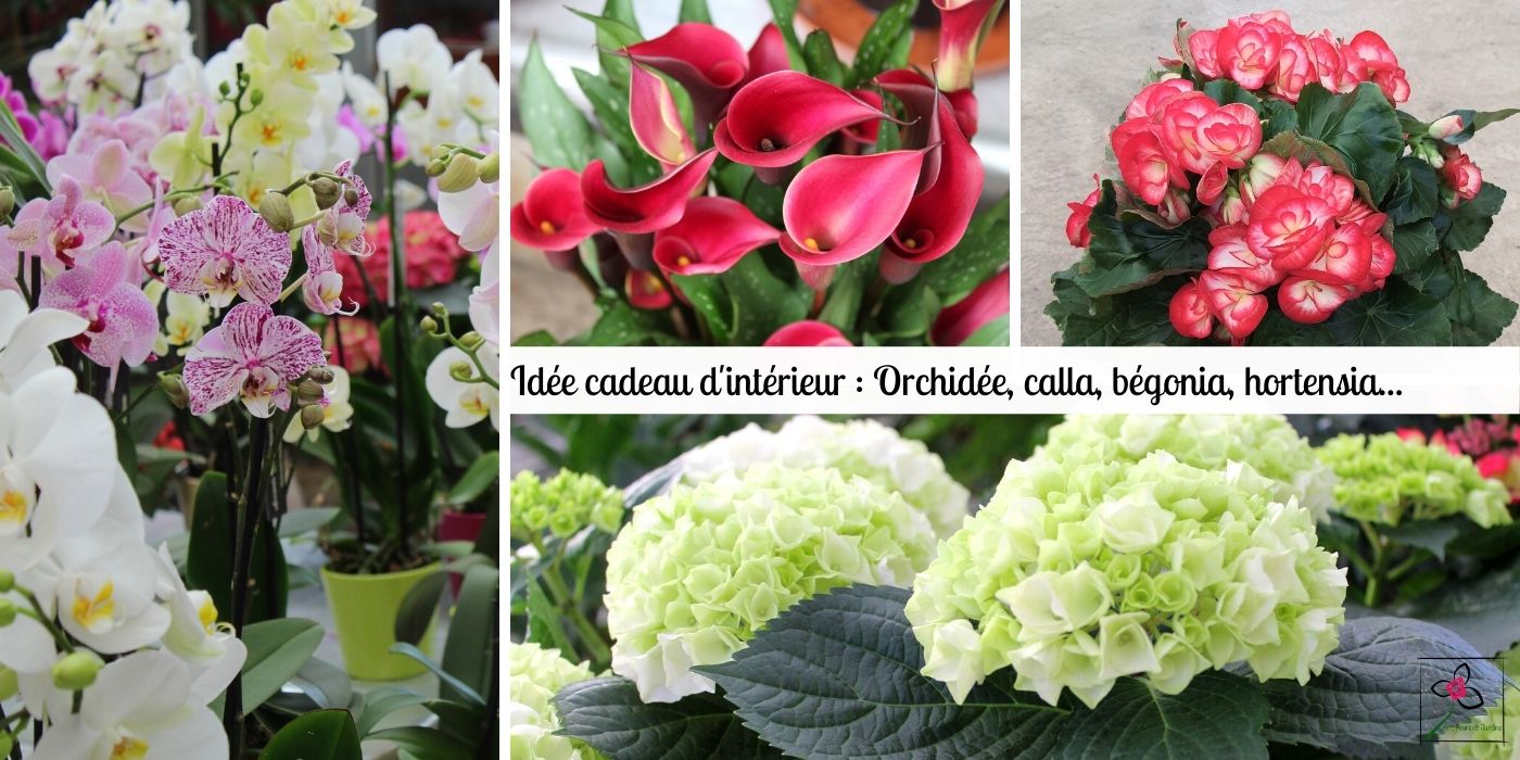 Idée cadeau pour l'intérieur : orchidée, calla, bégonia, hortensia