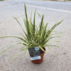 Phormium tenax panaché jaune en pot de Ø19