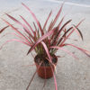 Phormium tenax panaché rouge en pot de Ø19