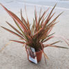 Phormium tenax panaché saumon en pot de Ø19
