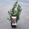 Callistemon "Leavis" en pot de 4L