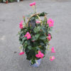 Dipladénia double arceau uni rose en pot de Ø17