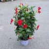 Dipladénia double arceau uni rouge en pot de Ø17