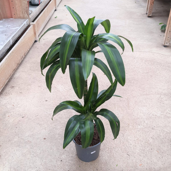 Dracaena "Hawai Sunshine" en pot de Ø19
