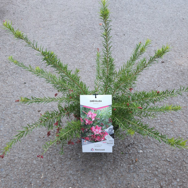 Grevillea "Jenkinsii" en pot de 4L