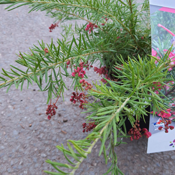 Détail de fleurs de grevillea "Jenkinsii" en pot de 4L