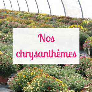 Chrysanthèmes