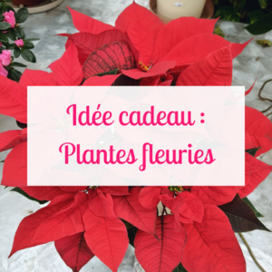 Idées cadeaux : nos plantes fleuries