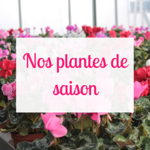 Plantes de saison