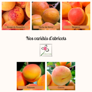 Nos différentes variétés d'abricotiers disponibles