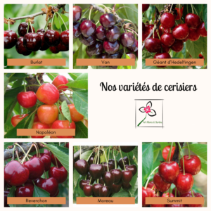 Nos différentes variétés de cerisiers disponibles