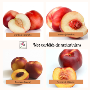 Nos différentes variétés de nectariniers disponibles