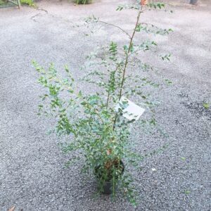 Eucalyptus Parvifolia 3L