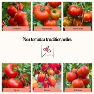 Nos variétés de tomates traditionnelles
