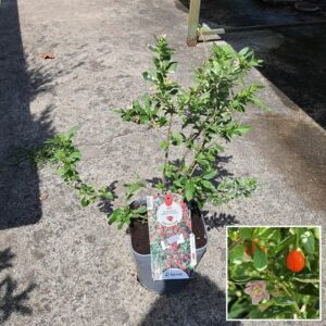 Goji 3L, différentes variétés au choix