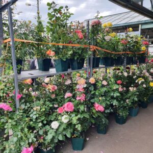 Rosier buisson grandes fleurs 5L fleuri
