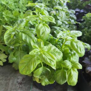 Basilic grand vert en pot de 14