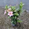 Dipladénia espalier Ø14