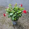 Dipladénia espalier Ø14 – Image 2