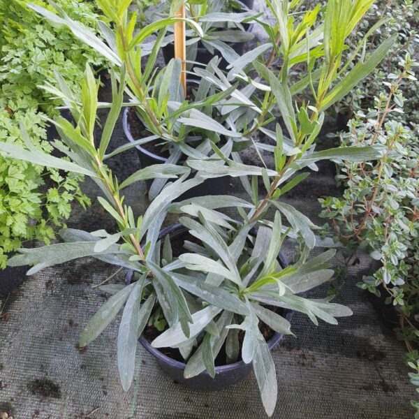 Estragon en pot de 14