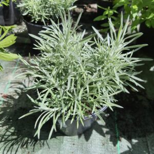 Helischrysum (plante à curry) en pot de 14
