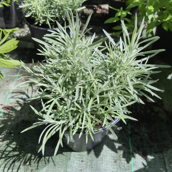 Helischrysum (plante à curry) en pot de 14