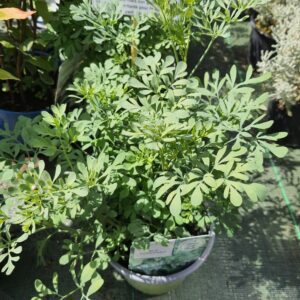 Rue officinale en pot de 14