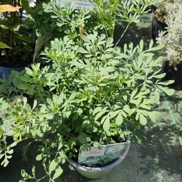 Rue officinale en pot de 14