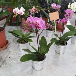 Orchidées kolibri 1 branche variés