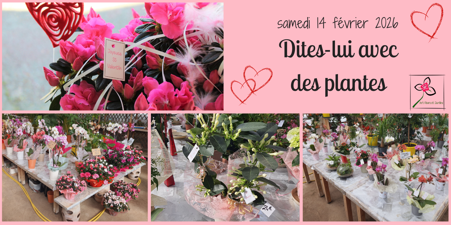 Découvrez nos plantes pour la St Valentin et commandez dès maintenant