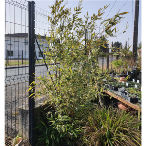 Bambou 200-220cm