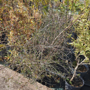 Berberis 5L