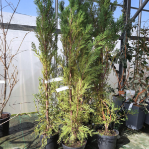 Cyprès leylandii 2L
