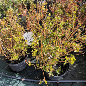 Houx Little Rascal 5L