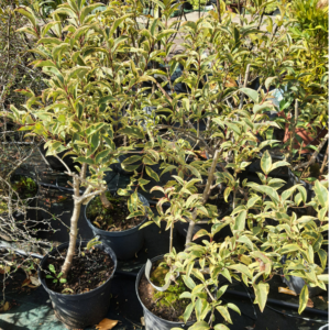 Ligustrum variegata 5L