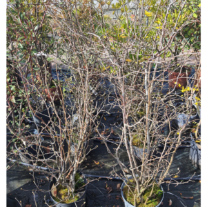 Noisetier tortueux 5L