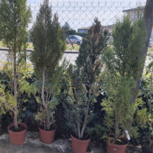 Thuya Emeraude 150/170